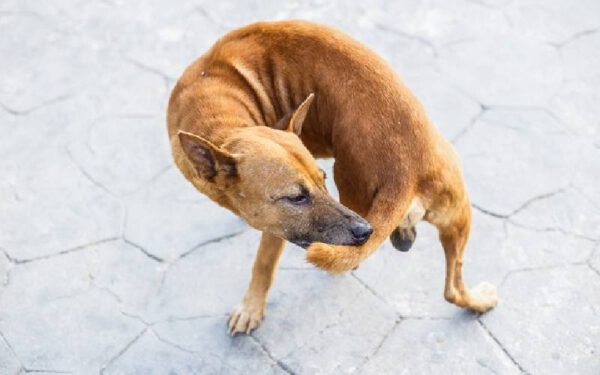 Comportamentos estranhos dos cachorros explicados