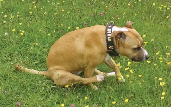 Comportamentos estranhos dos cachorros explicados