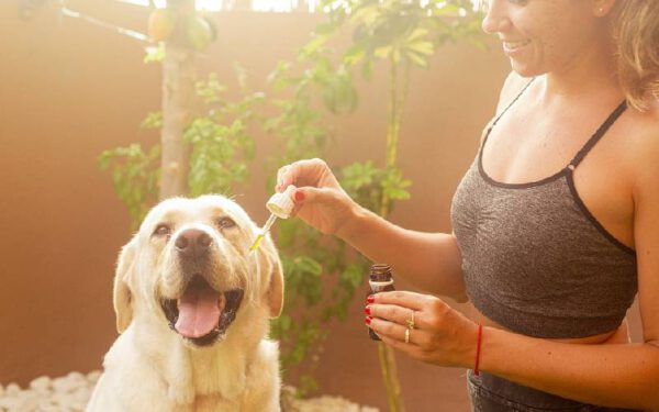 Dicas para avaliar a saúde do seu cachorro
