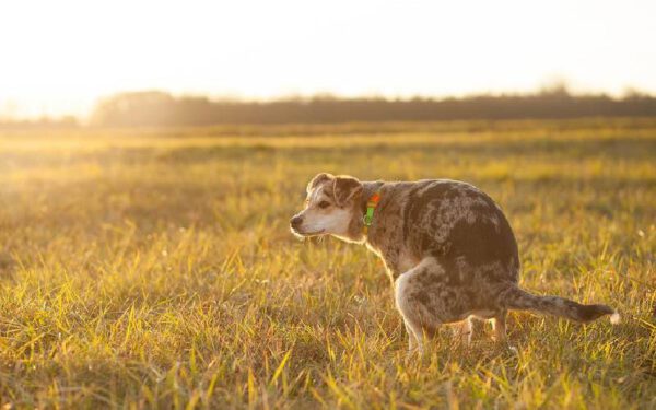 Dicas para avaliar a saúde do seu cachorro
