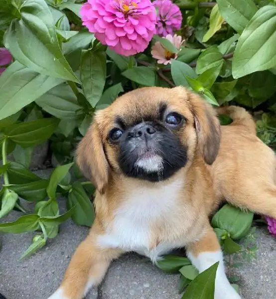 Este cachorrinho para em todos os canteiros do caminho para cheirar as flores