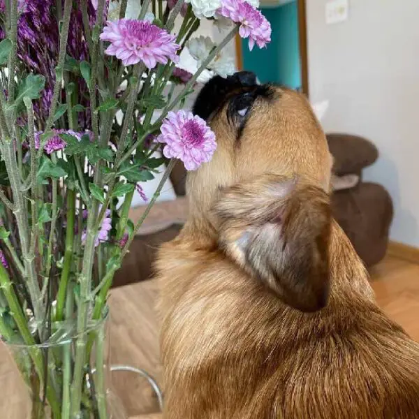 Este cachorrinho para em todos os canteiros do caminho para cheirar as flores