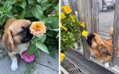 este-cachorrinho-para-em-todos-os-canteiros-do-caminho-para-cheirar-as-flores