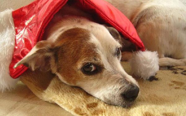 Estudo indica que mulheres dormem melhor quando partilham a cama com um cachorro Estudo indica que mulheres dormem melhor quando partilham a cama com um cachorro