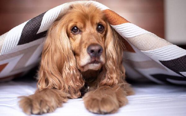 Estudo indica que mulheres dormem melhor quando partilham a cama com um cachorro Estudo indica que mulheres dormem melhor quando partilham a cama com um cachorro
