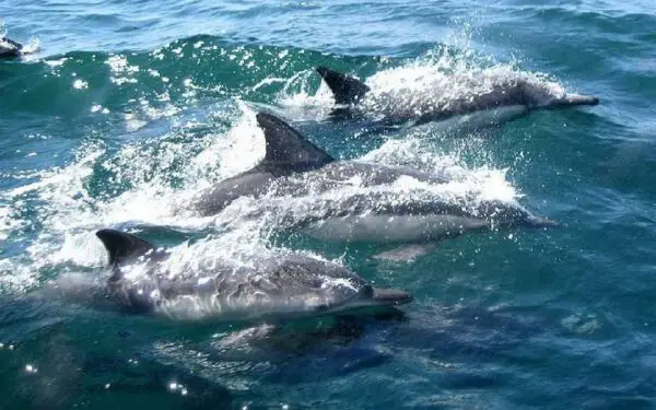 Golfinhos salvam cachorro de afogamento