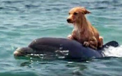 Golfinhos salvam cachorro de afogamento