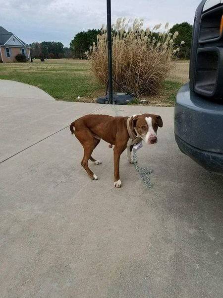 Homem abandona cachorro para se vingar da namorada e estranho leva o pet de volta para casa Homem abandona cachorro para se vingar da namorada e estranho leva o pet de volta para casa