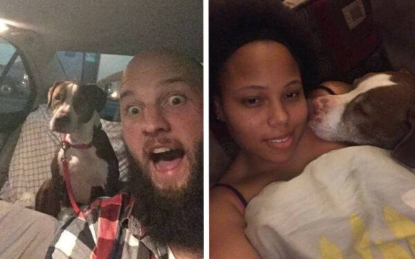 Homem abandona cachorro para se vingar da namorada e estranho leva o pet de volta para casa Homem abandona cachorro para se vingar da namorada e estranho leva o pet de volta para casa