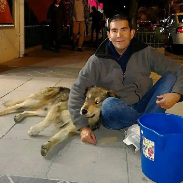 Homem encontra um jeito incrível de alimentar cães de rua Homem encontra um jeito incrível de alimentar cães de rua