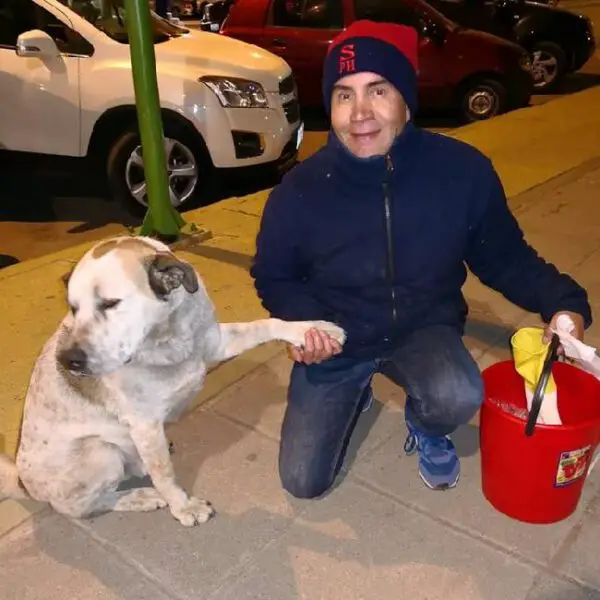 Homem encontra um jeito incrível de alimentar cães de rua Homem encontra um jeito incrível de alimentar cães de rua