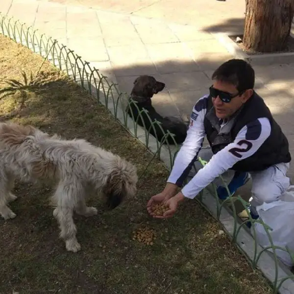 Homem encontra um jeito incrível de alimentar cães de rua Homem encontra um jeito incrível de alimentar cães de rua