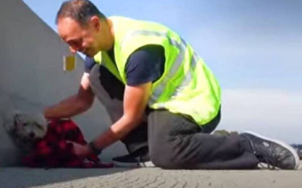 Homem para o trânsito para salvar cachorrinha abandonada Homem para o trânsito para salvar cachorrinha abandonada