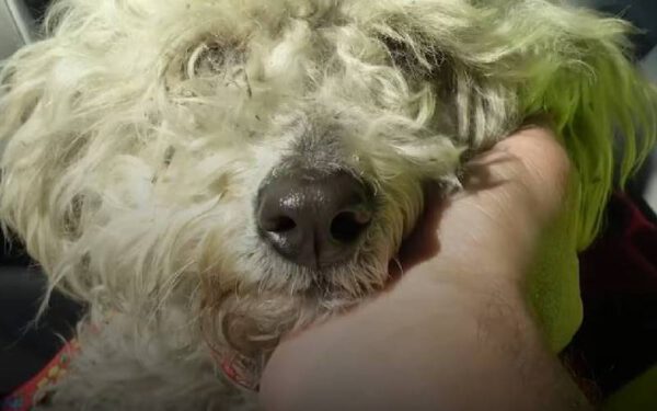 Homem para o trânsito para salvar cachorrinha abandonada Homem para o trânsito para salvar cachorrinha abandonada