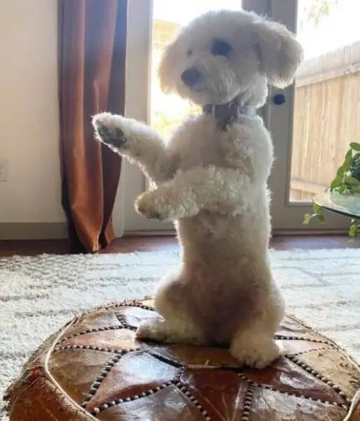 Homem para o trânsito para salvar cachorrinha abandonada Homem para o trânsito para salvar cachorrinha abandonada