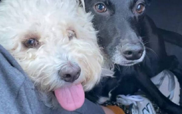 Homem para o trânsito para salvar cachorrinha abandonada Homem para o trânsito para salvar cachorrinha abandonada