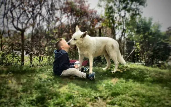 Pesquisadores descobrem que perder um cachorro pode ser tão difícil quanto perder um ente querido