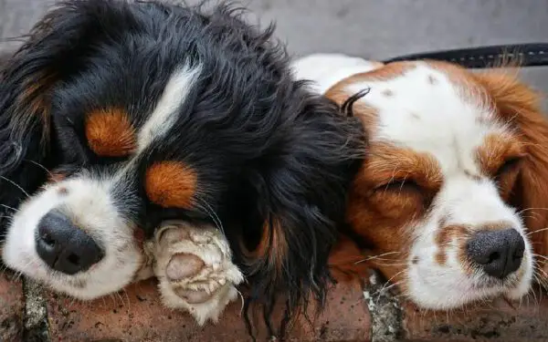 Maneiras como os cães demonstram amor