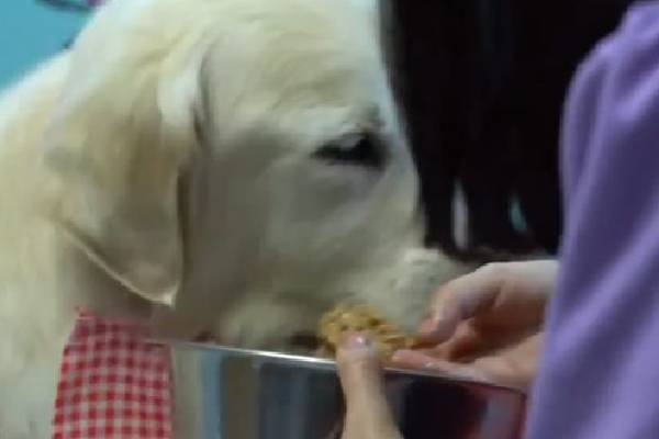 Mulher gasta todas as economias para não abandonar a cachorra doente Mulher gasta todas as economias para não abandonar a cachorra doente