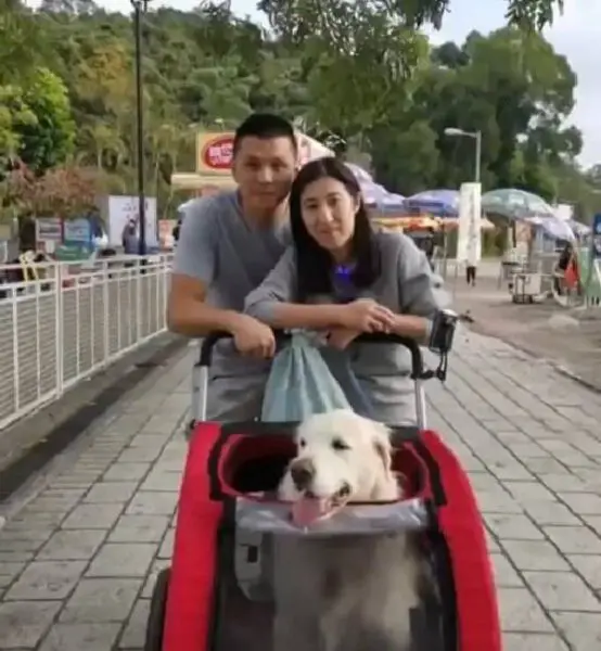 Mulher gasta todas as economias para não abandonar a cachorra doente Mulher gasta todas as economias para não abandonar a cachorra doente