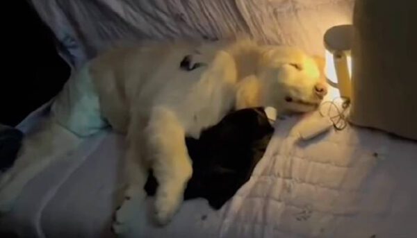 Mulher gasta todas as economias para não abandonar a cachorra doente Mulher gasta todas as economias para não abandonar a cachorra doente