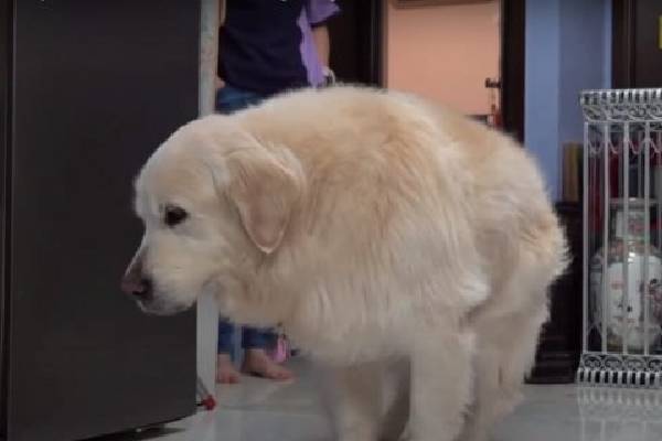 Mulher gasta todas as economias para não abandonar a cachorra doente Mulher gasta todas as economias para não abandonar a cachorra doente