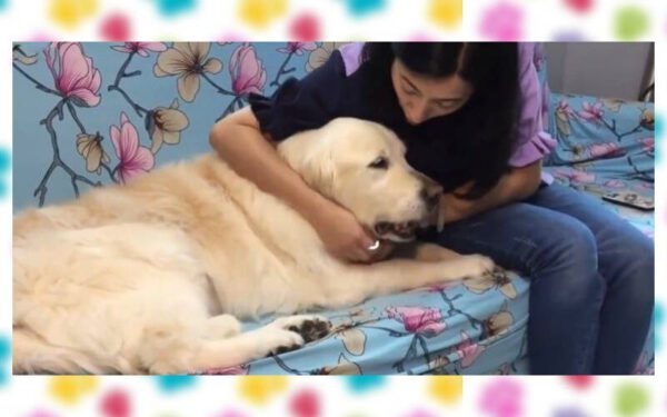 Mulher gasta todas as economias para não abandonar a cachorra doente Mulher gasta todas as economias para não abandonar a cachorra doente