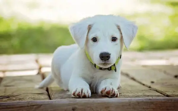 Os cachorros têm memória?
