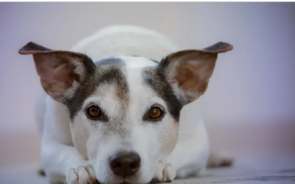 Os cachorros têm memória?
