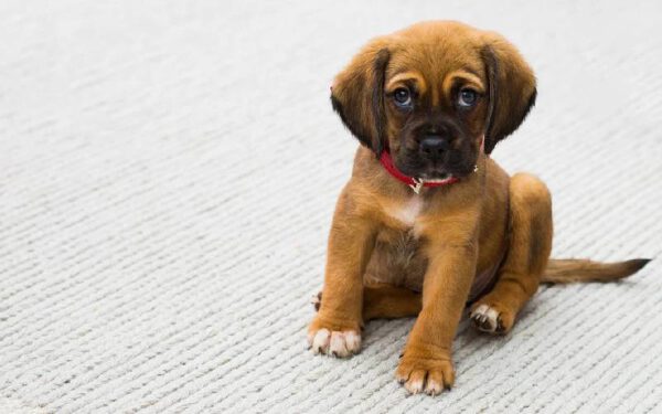 Os cachorros têm memória?
