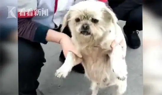 Perdida por oito anos, cachorra encontra o caminho de volta para casa Perdida por oito anos, cachorra encontra o caminho de volta para casa