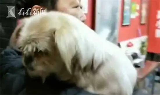 Perdida por oito anos, cachorra encontra o caminho de volta para casa Perdida por oito anos, cachorra encontra o caminho de volta para casa