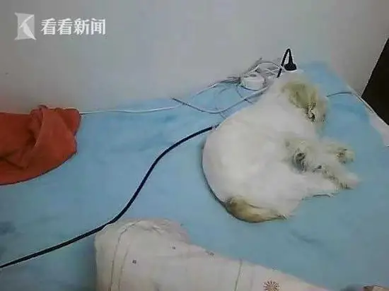 Perdida por oito anos, cachorra encontra o caminho de volta para casa Perdida por oito anos, cachorra encontra o caminho de volta para casa