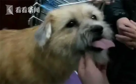 Perdida por oito anos, cachorra encontra o caminho de volta para casa Perdida por oito anos, cachorra encontra o caminho de volta para casa