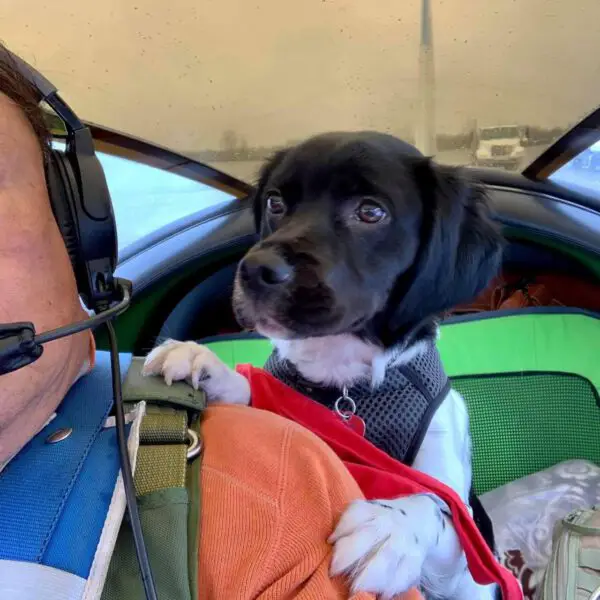 Piloto aposentado de aeronaves leva cães resgatados para seus novos lares Piloto de helicóptero aposentado leva cães resgatados para seus novos lares