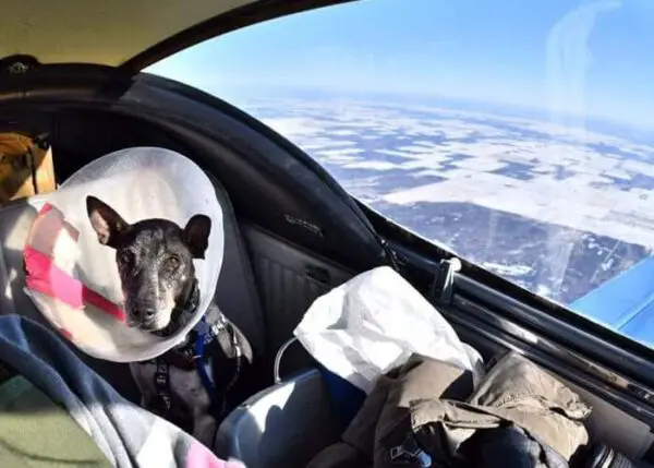 Piloto aposentado de aeronaves leva cães resgatados para seus novos lares Piloto de helicóptero aposentado leva cães resgatados para seus novos lares