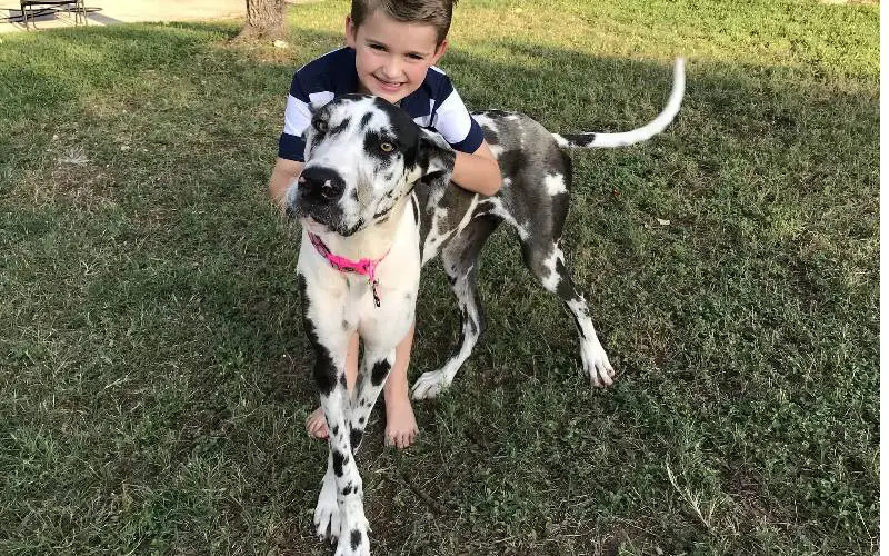 O “plano infalível” de um menino para adotar o maior cão do abrigo plano-infalivel-de-um-menino-para-adotar-o-maior-cao-do-abrigo