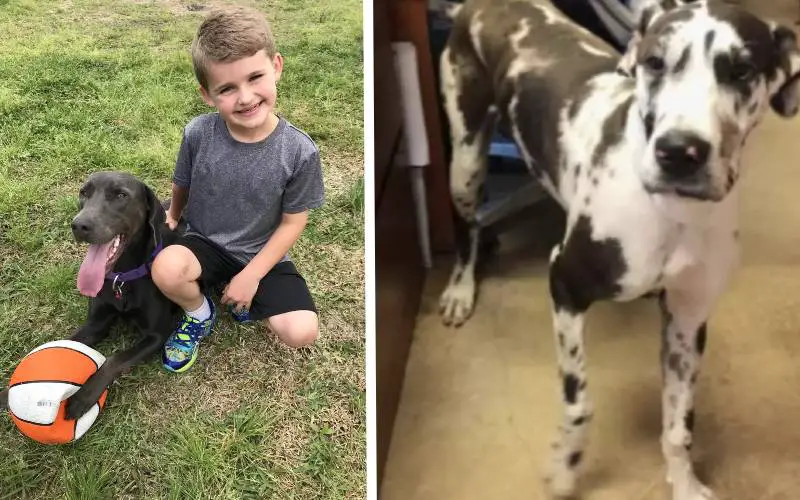 O “plano infalível” de um menino para adotar o maior cão do abrigo plano-infalivel-de-um-menino-para-adotar-o-maior-cao-do-abrigo