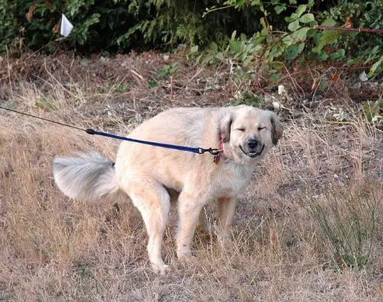 Por que os cachorros giram antes de fazer cocô?