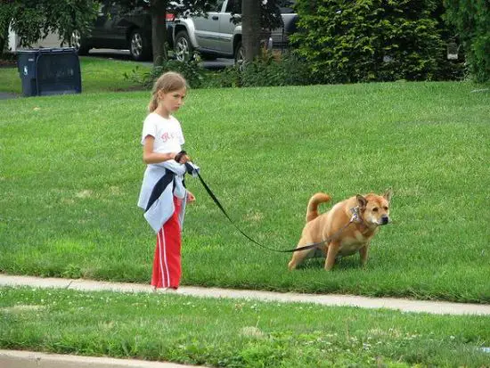 Por que os cachorros giram antes de fazer cocô?