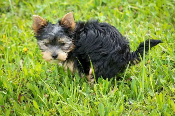 Por que os cachorros giram antes de fazer cocô?