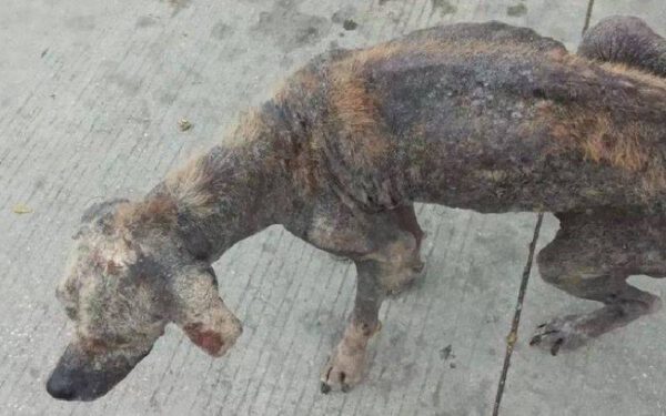 A emocionante recuperação de Flor, uma cachorra transformada graças ao amor A emocionante recuperação de Flor, uma cachorra transformada graças ao amor