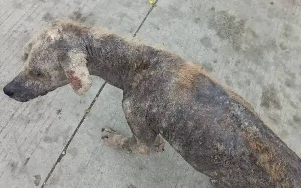 A emocionante recuperação de Flor, uma cachorra transformada graças ao amor A emocionante recuperação de Flor, uma cachorra transformada graças ao amor