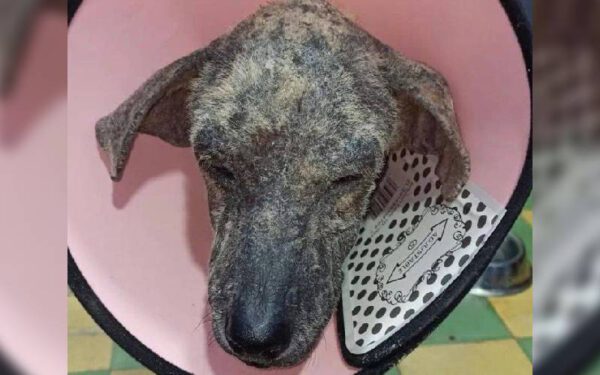 A emocionante recuperação de Flor, uma cachorra transformada graças ao amor A emocionante recuperação de Flor, uma cachorra transformada graças ao amor