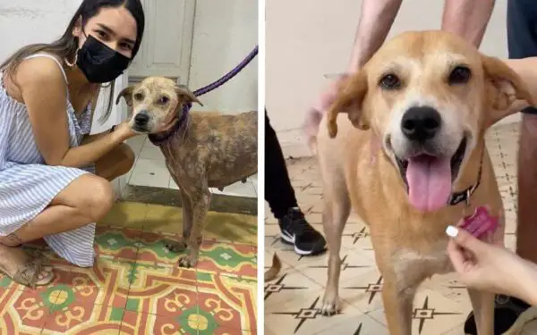 A emocionante recuperação de Flor, uma cachorra transformada graças ao amor A emocionante recuperação de Flor, uma cachorra transformada graças ao amor