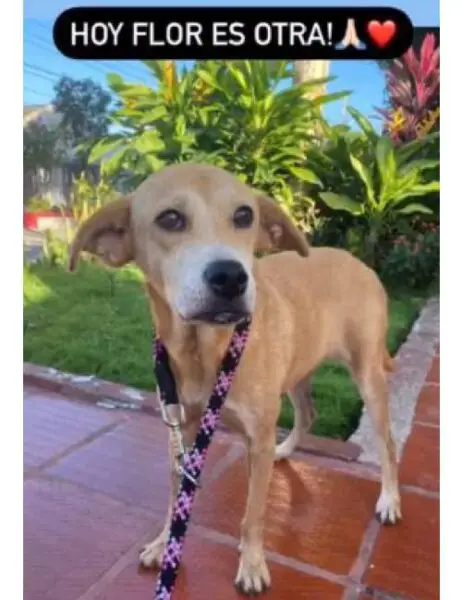 A emocionante recuperação de Flor, uma cachorra transformada graças ao amor A emocionante recuperação de Flor, uma cachorra transformada graças ao amor