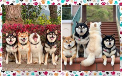 shiba-inu-viraliza-por-estragar-as-fotos-do-grupo