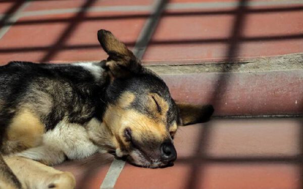 Sintomas que podem custar a vida do seu cachorro
