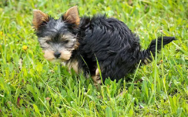 Sintomas que podem custar a vida do seu cachorro
