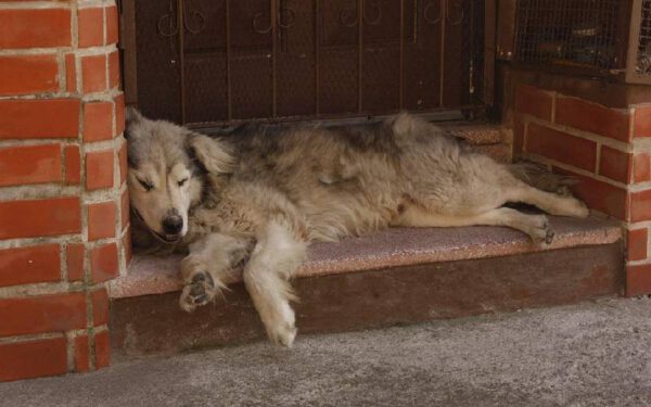 Sintomas que podem custar a vida do seu cachorro
